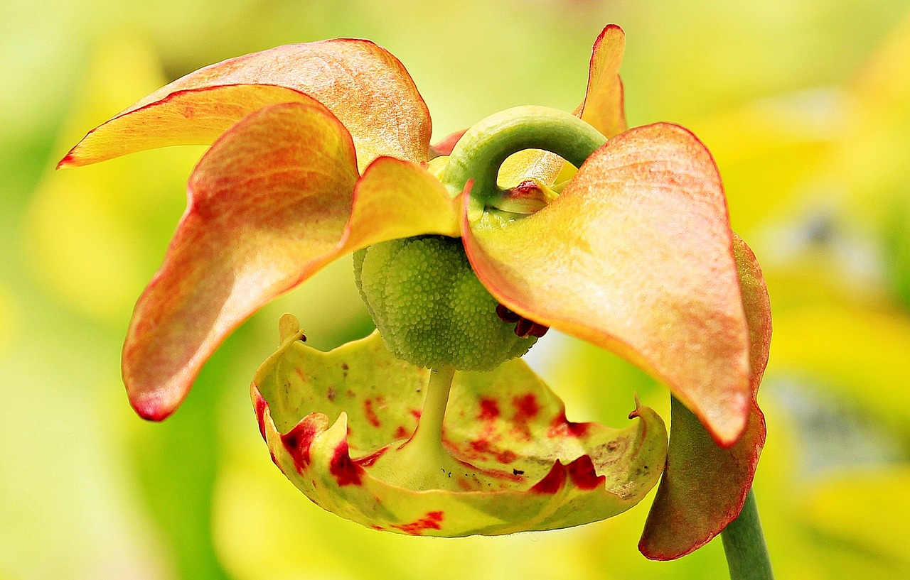 Les plantes carnivores : une collection fascinante à ajouter à votre jardin