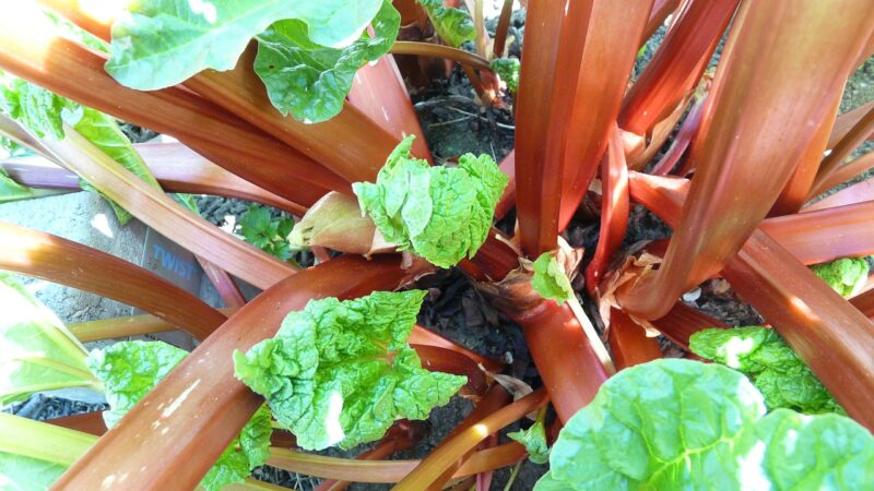 Les légumes perpétuels : des récoltes sans fin dans votre jardin