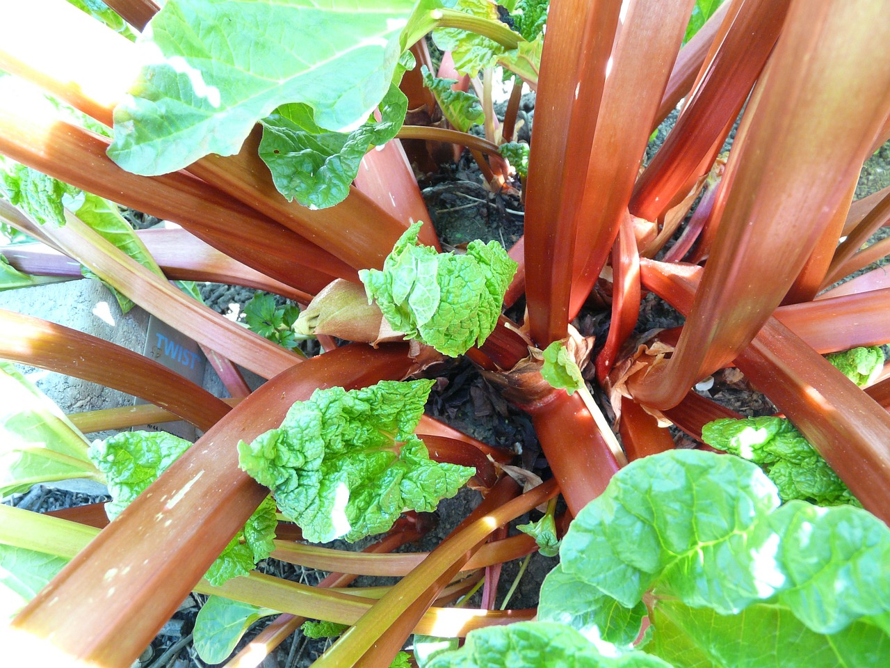 Les légumes perpétuels : des récoltes sans fin dans votre jardin