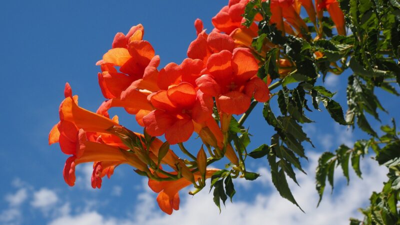 Les techniques de greffage pour créer des arbres hybrides dans votre jardin