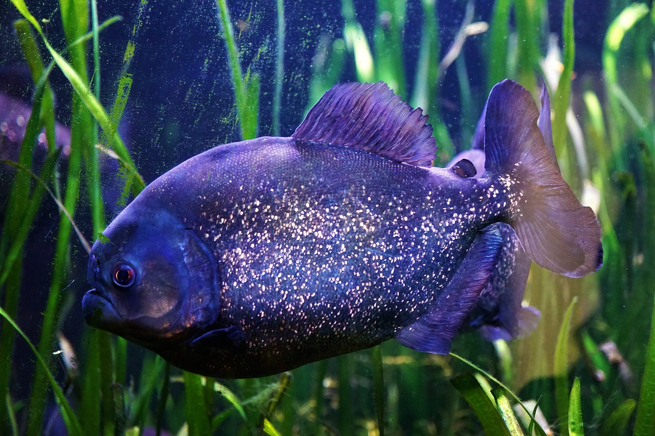 Les astuces pour gérer les problèmes d’algues dans votre aquarium