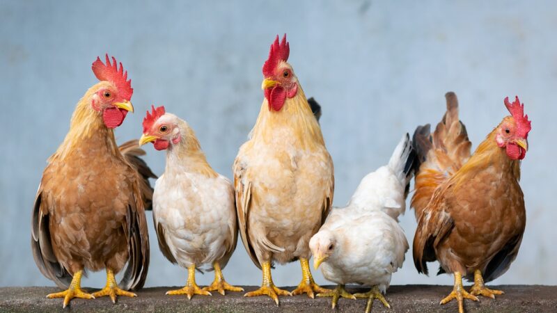 Les astuces pour intégrer de nouvelles poules dans un groupe existant