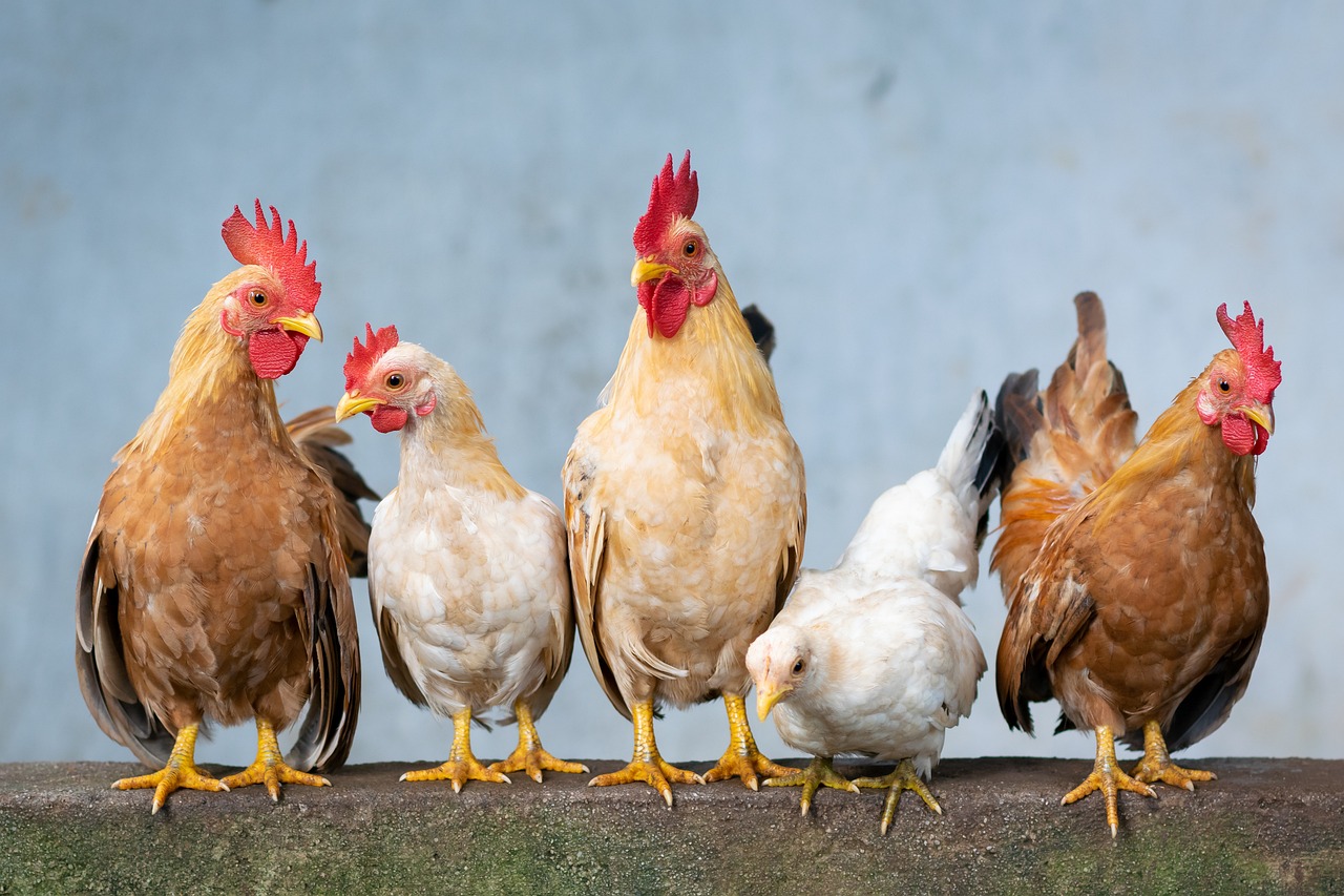 Les astuces pour intégrer de nouvelles poules dans un groupe existant