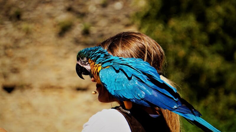 Les conseils pour faciliter les sorties en extérieur en toute sécurité avec votre oiseau