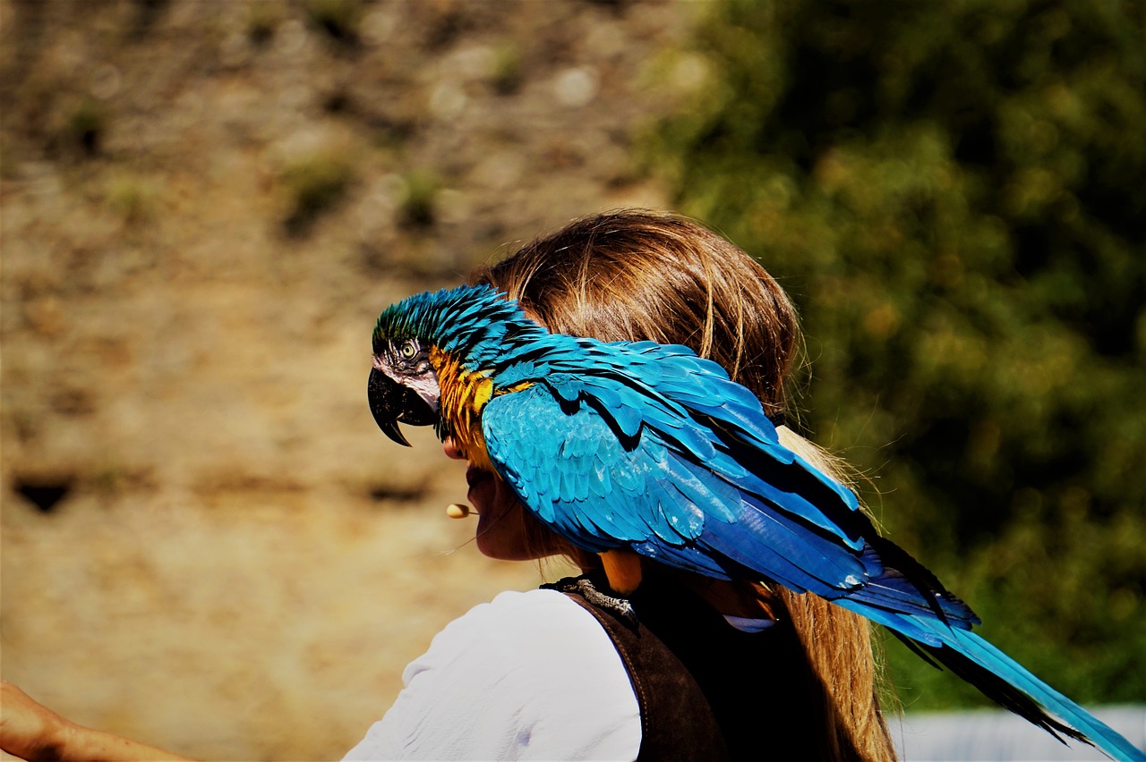 Les conseils pour faciliter les sorties en extérieur en toute sécurité avec votre oiseau