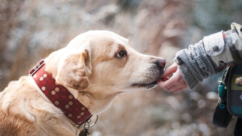 Les meilleures astuces pour rendre votre chien obéissant