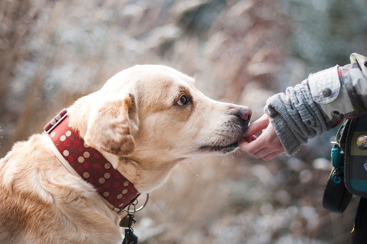 Les meilleures astuces pour rendre votre chien obéissant