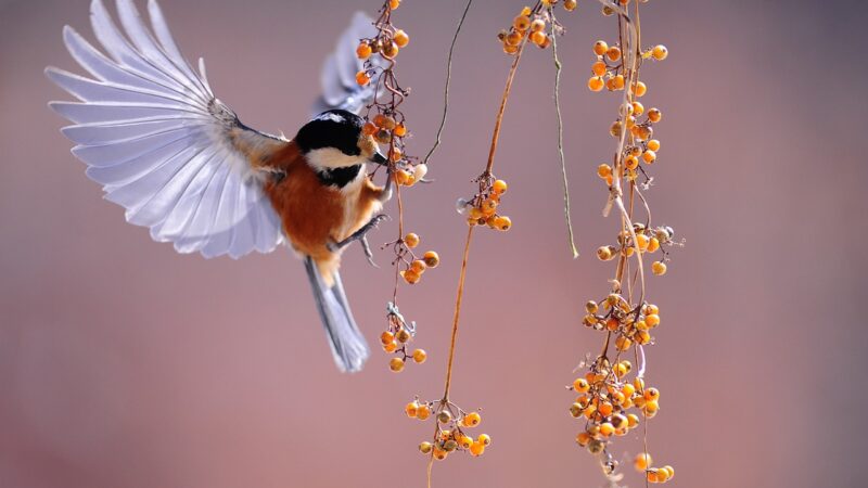 Comment prévenir et traiter les problèmes de comportement chez les oiseaux