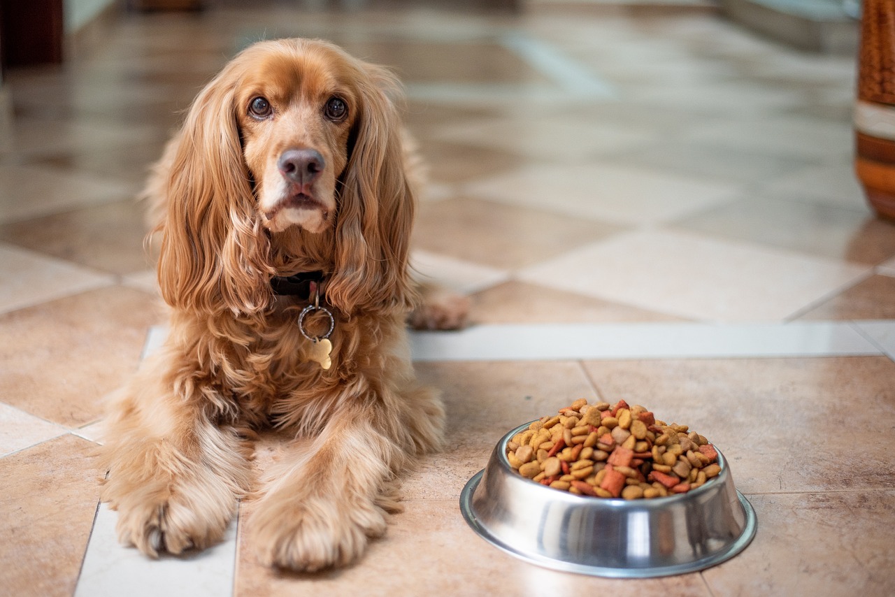 Les astuces pour empêcher votre chien de voler de la nourriture