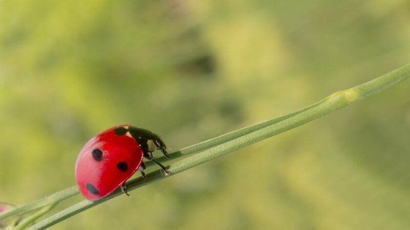 Les méthodes de lutte biologique contre les parasites du jardin