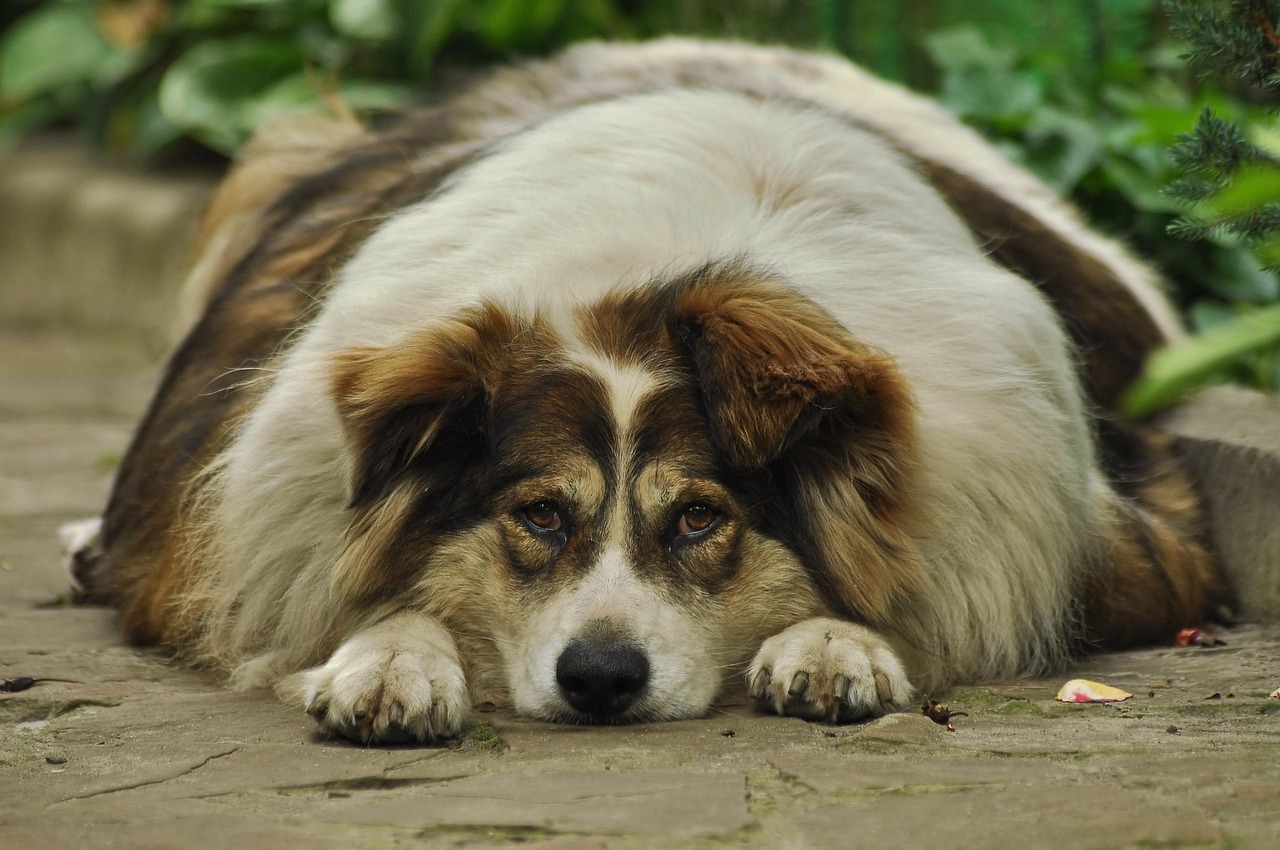 Comment prévenir et traiter les problèmes de surpoids chez les chiens