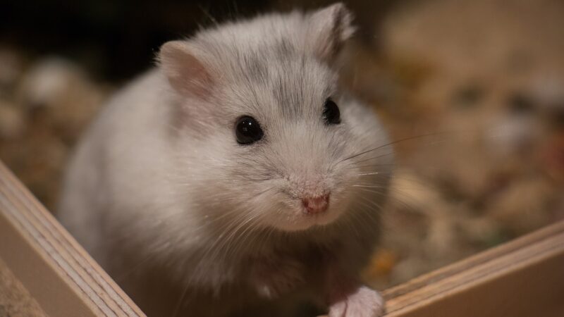 Les meilleures pratiques d’alimentation pour assurer la santé de votre hamster