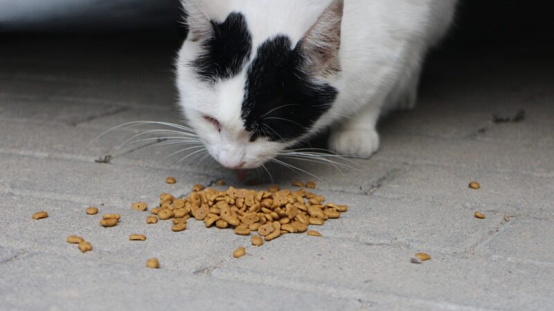 Comment choisir le bon aliment pour répondre aux besoins nutritionnels de votre chat