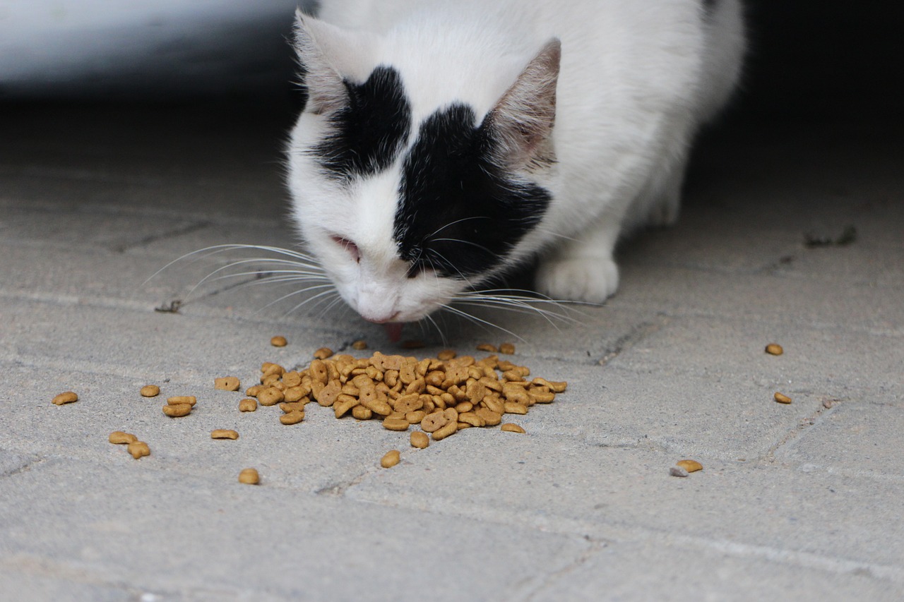 Comment choisir le bon aliment pour répondre aux besoins nutritionnels de votre chat