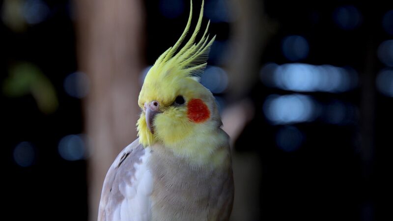 Les conseils pour une alimentation équilibrée et adaptée à votre oiseau de compagnie