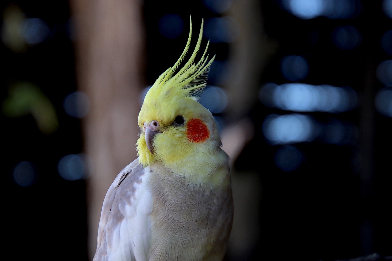 Les conseils pour une alimentation équilibrée et adaptée à votre oiseau de compagnie