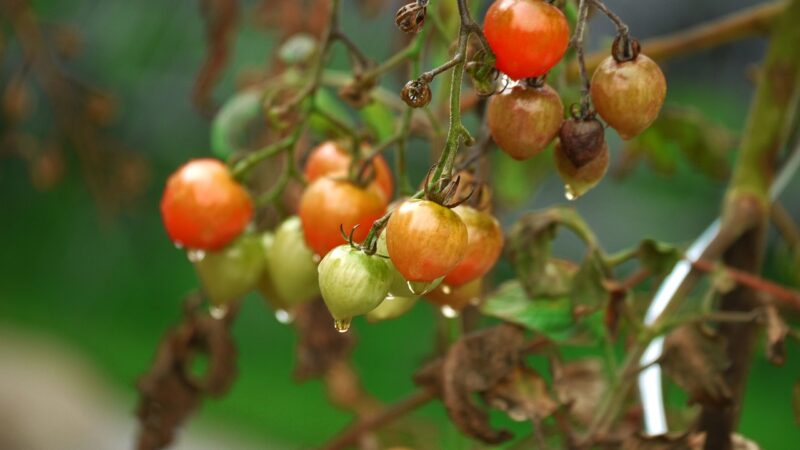 Comment protéger votre potager des intempéries et des variations climatiques