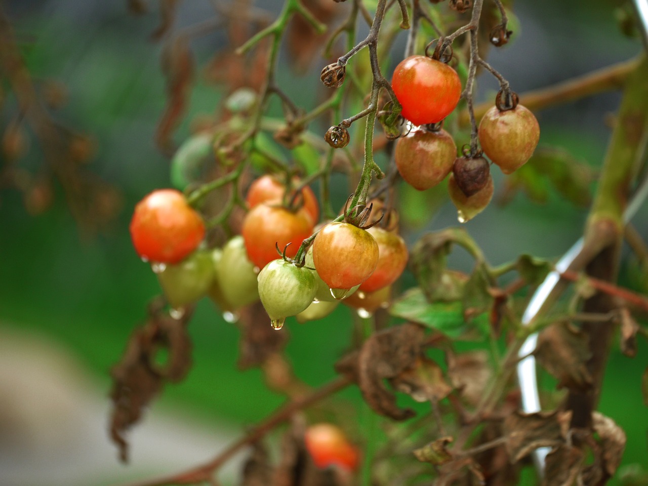 Comment protéger votre potager des intempéries et des variations climatiques