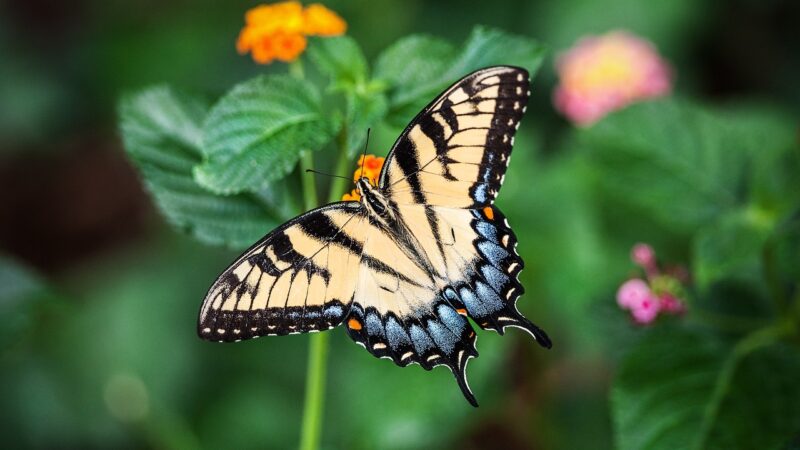 Comment attirer les oiseaux et les papillons dans votre jardin.