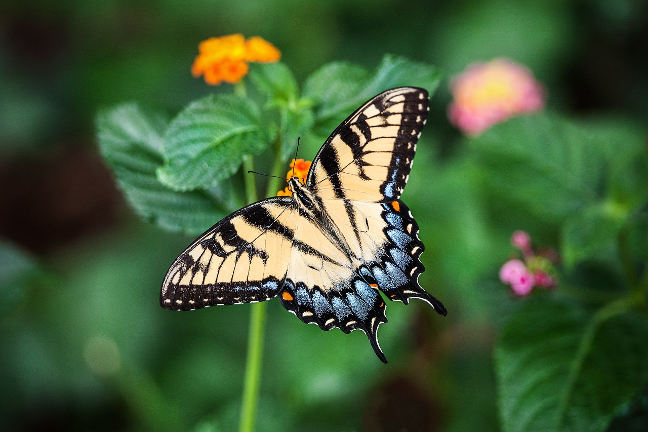 Comment attirer les oiseaux et les papillons dans votre jardin.