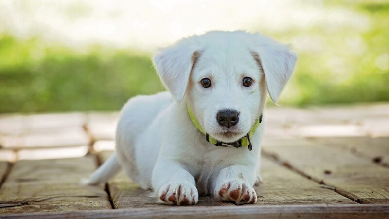 Les meilleures méthodes pour apprendre à votre chien à être propre