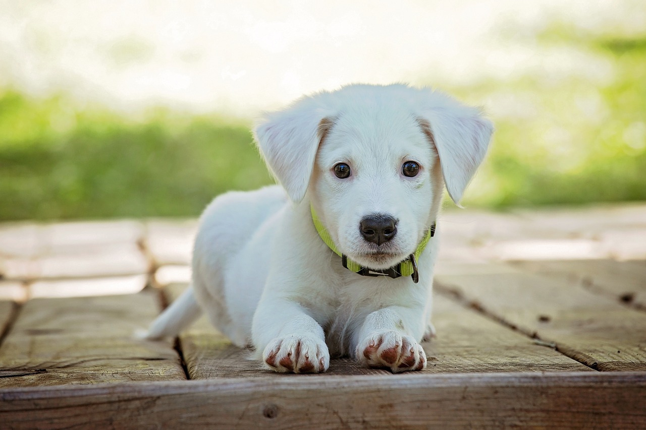 Les meilleures méthodes pour apprendre à votre chien à être propre