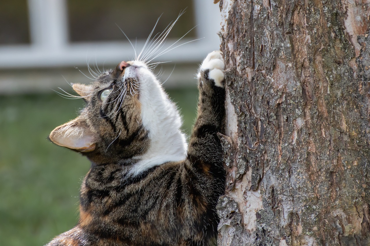 Les bienfaits des grattoirs horizontaux pour le bien-être de votre chat