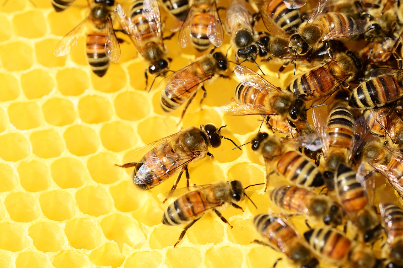 Les plantes mellifères indigènes : préservez la biodiversité dans votre jardin