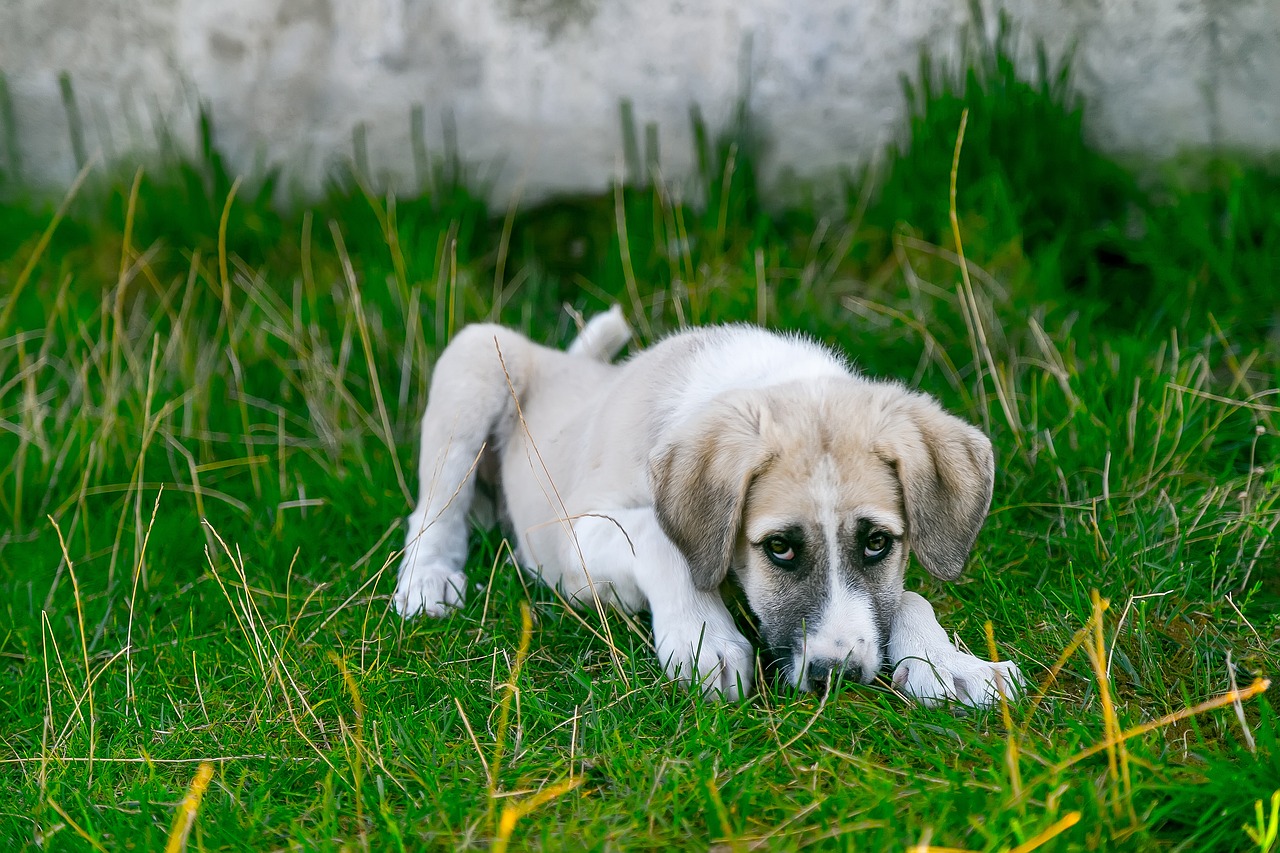 Les aliments à éviter absolument pour votre chien.