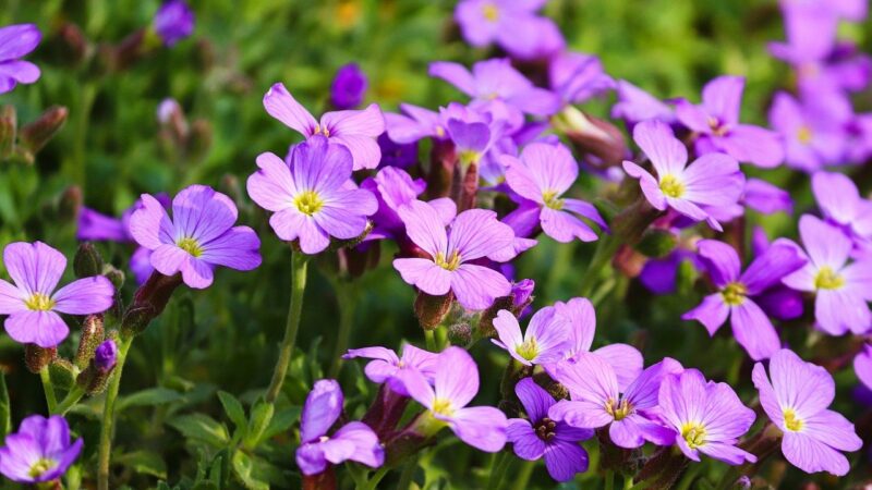 Comment aménager un jardin de rocaille : conseils et plantes adaptées