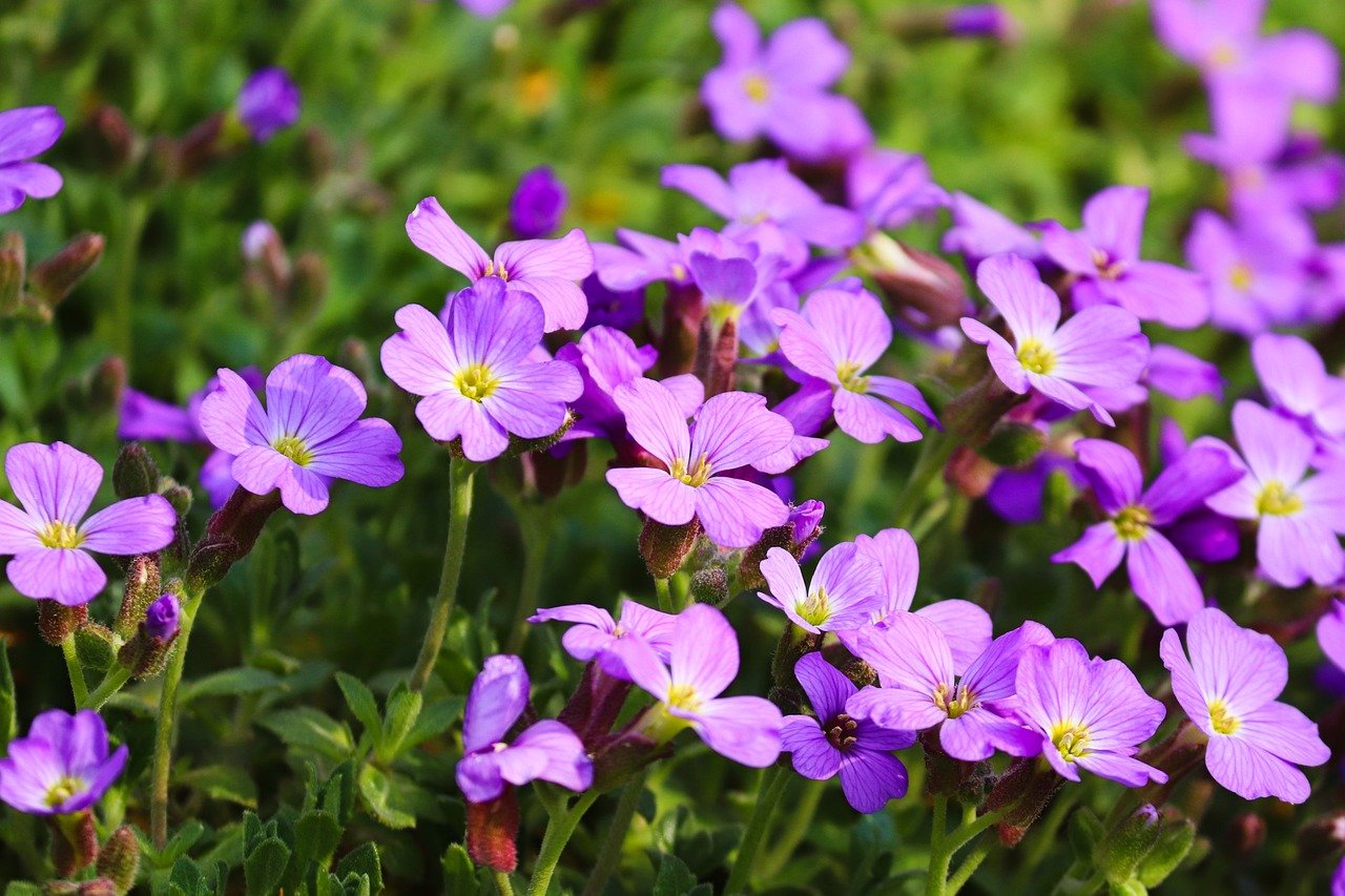 Comment aménager un jardin de rocaille : conseils et plantes adaptées