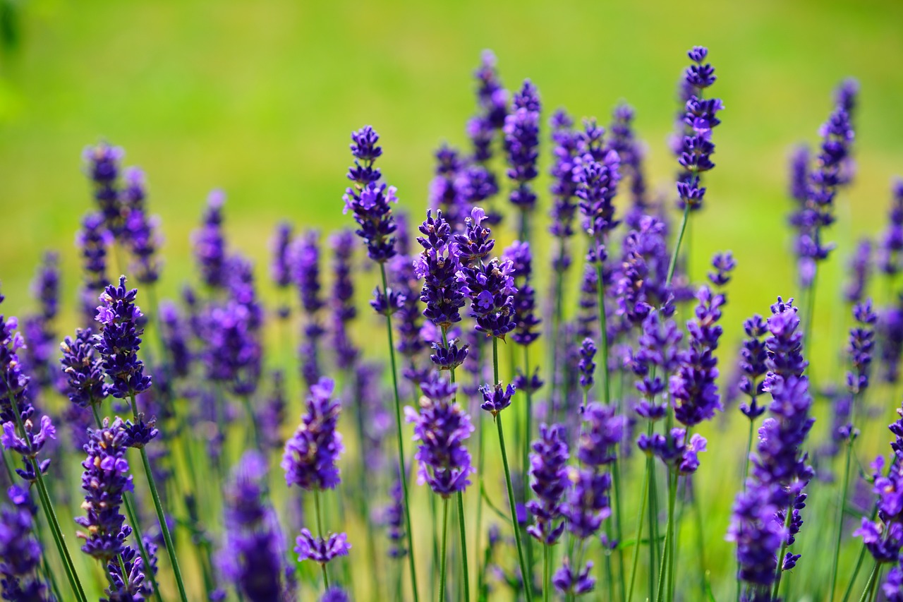 Les plantes résistantes à la sécheresse : beauté sans effort dans votre jardin