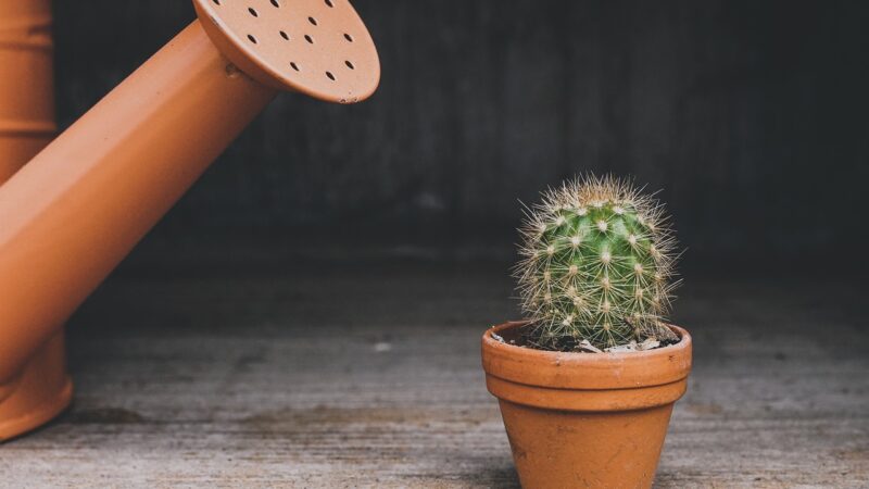 Les plantes en pot à avoir chez soi