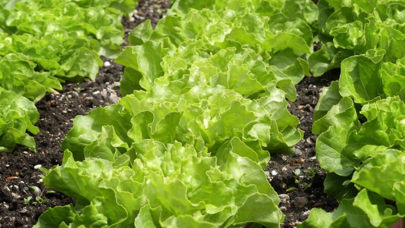 Comment créer un potager en carrés : une méthode simple et productive