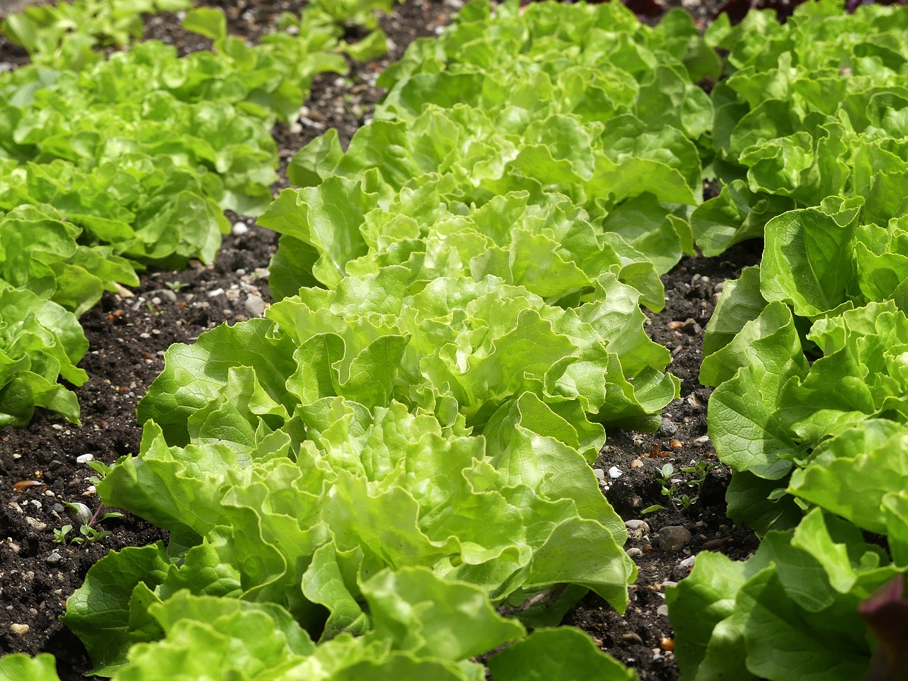 Comment créer un potager en carrés : une méthode simple et productive