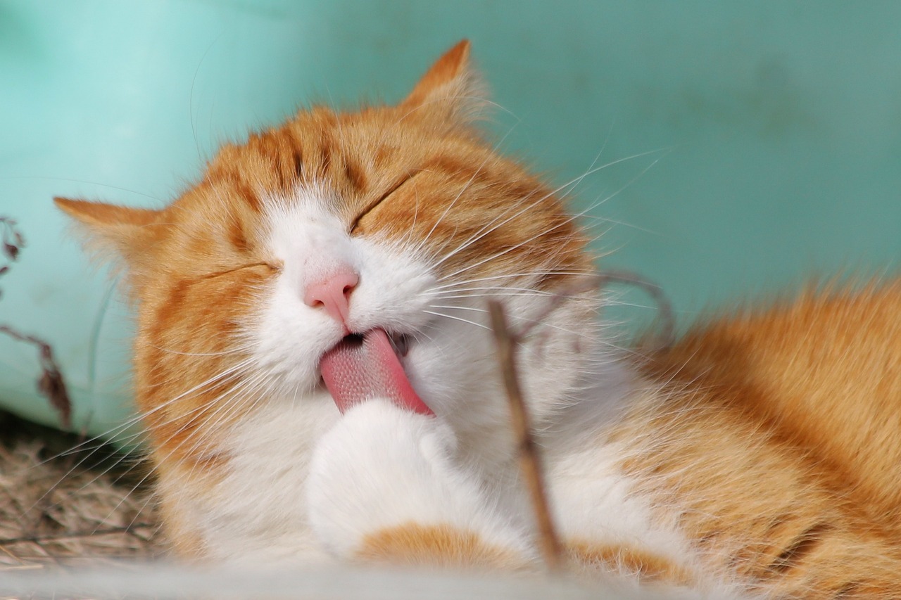 Comment prévenir et éliminer les boules de poils chez les chats