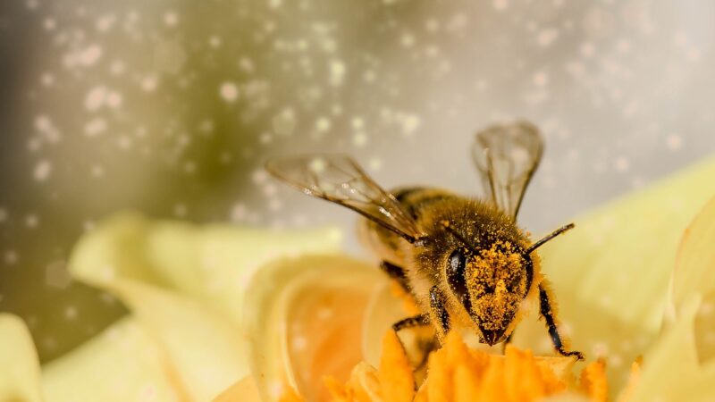 Les plantes mellifères : attirez les abeilles et les papillons dans votre jardin