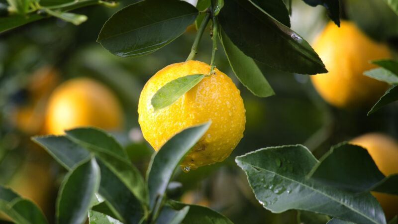 Le citron : un dégraissant naturel pour la cuisine