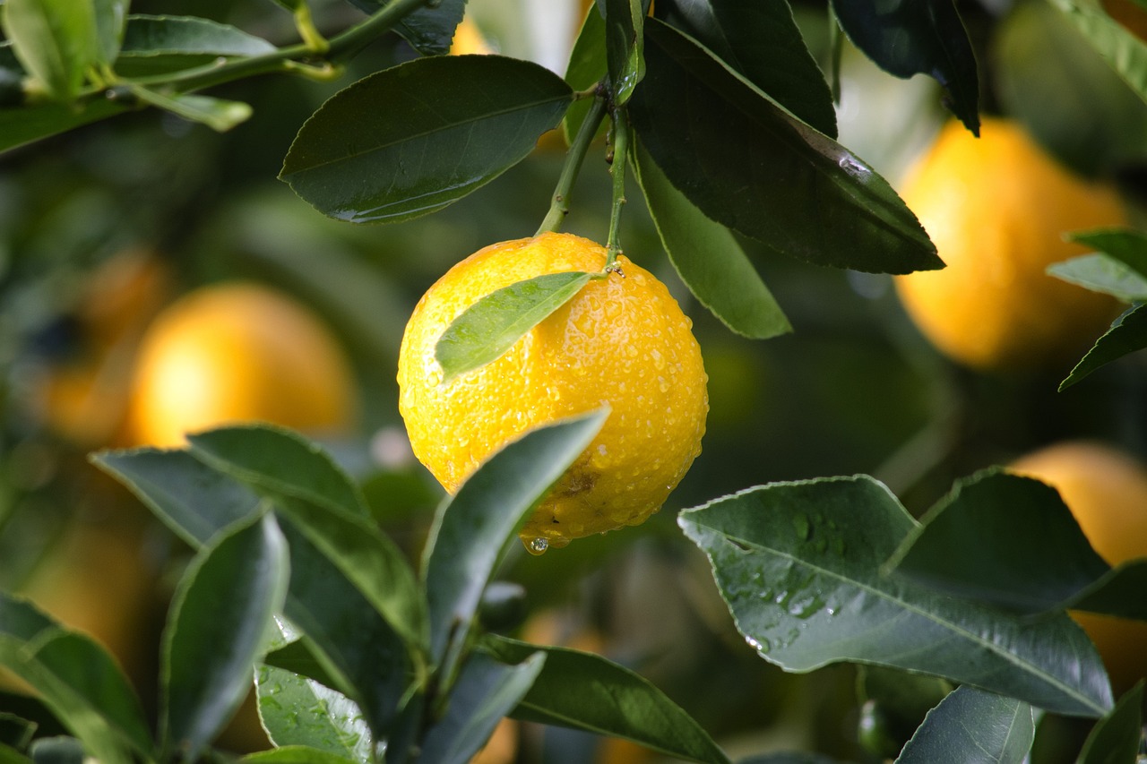 Le citron : un dégraissant naturel pour la cuisine