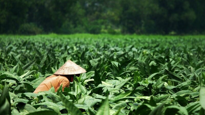 Tabac à Chiquer : Dangers et Conséquences sur la Santé