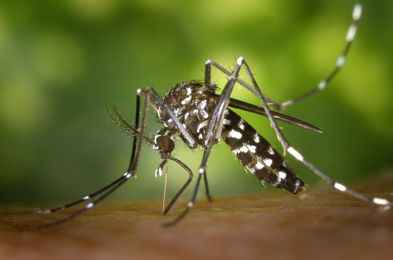 Les maladies qui peuvent être transmises par les insectes