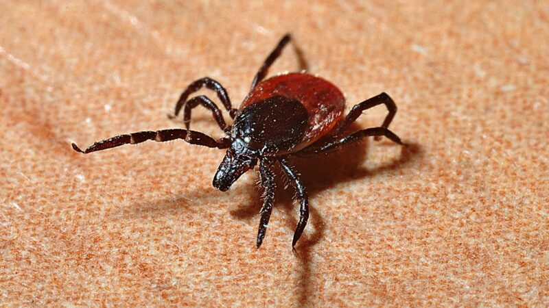 La Maladie de Lyme: Symptômes et Traitements Efficaces