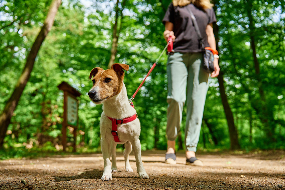 750 € d’amende pour promener votre chien en forêt ? La règle que les maîtres ignorent