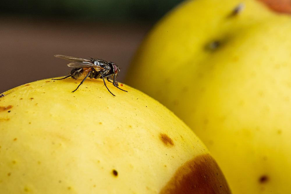 Marre des mouches à la maison ? Placez ce fruit coupé sur une assiette et observez la magie