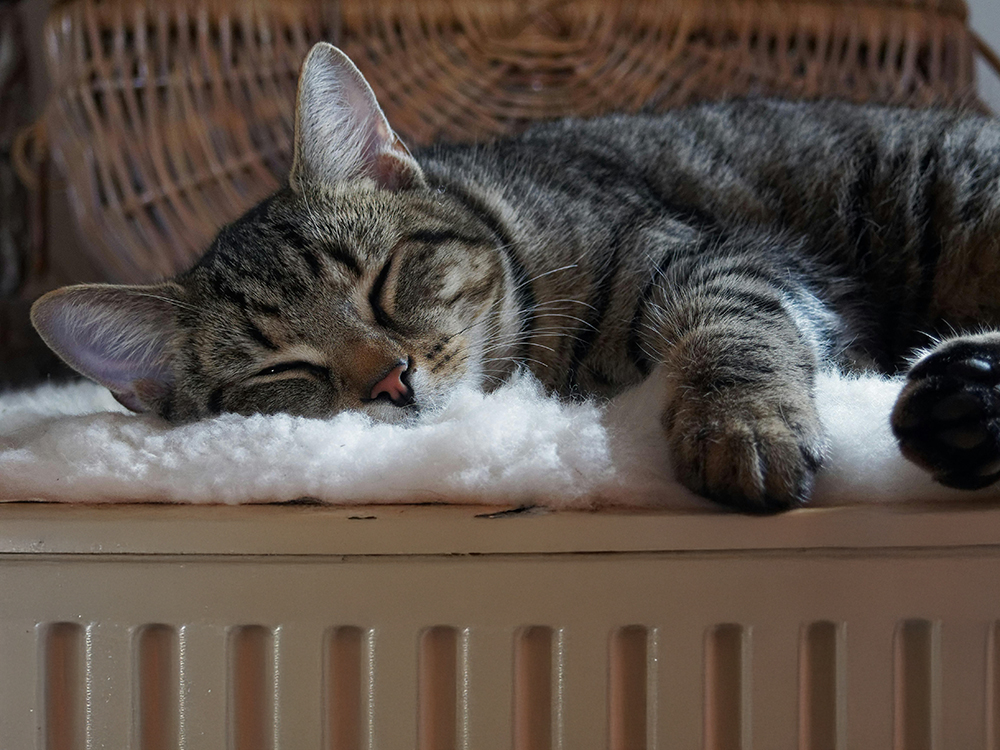 Votre chat adore s’installer sur vos radiateurs l’hiver, mais est-ce que c’est dangereux pour lui ? On vous répond