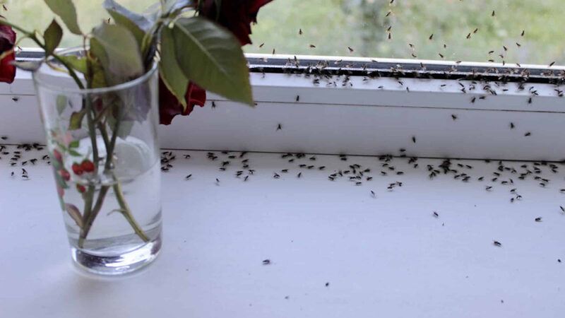 Stop aux moucherons dans votre maison : seuls ces gestes vous en débarrassent définitivement
