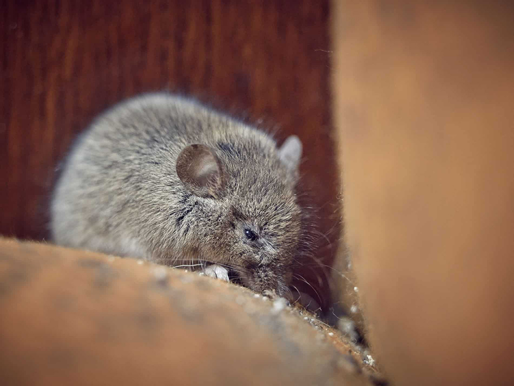 Des rongeurs dans vos combles ? Protégez votre maison des dégâts avec ces mesures indispensables