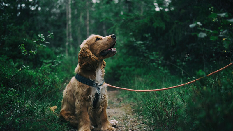 Stressé lors des promenades ? Ces 7 habitudes à corriger pour rendre votre chien plus heureux dès aujourd’hui