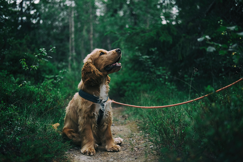Stressé lors des promenades ? Ces 7 habitudes à corriger pour rendre votre chien plus heureux dès aujourd’hui