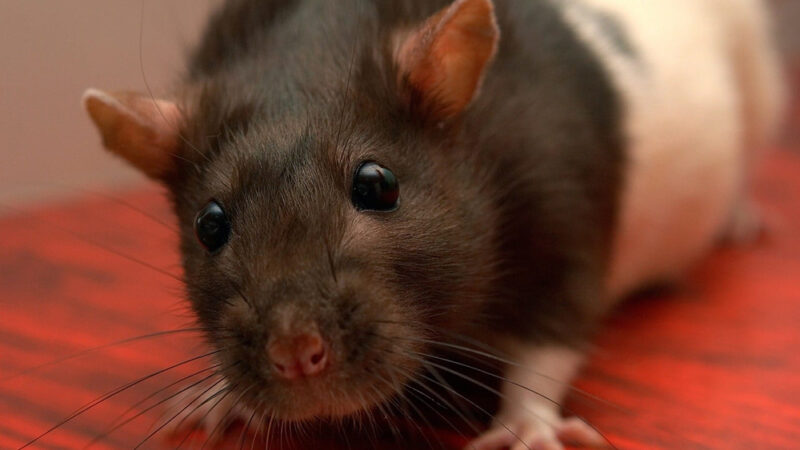 Les températures chutent, les souris s’invitent… mais il existe une astuce simple et naturelle pour les repousser